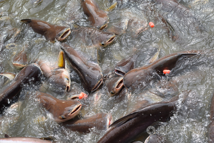 养殖鲶鱼饲养(背景)