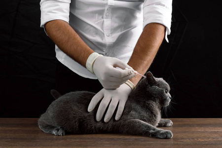 兽医检查桌子上的灰猫, 黑暗的背景。兽医诊所的概念, 医生, 动物生病, 疫苗接种, 绝育, 阉割