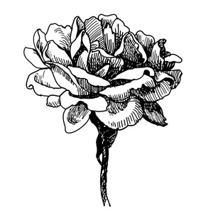玫瑰花朵涂鸦手绘