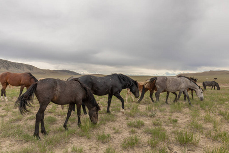 一群野马在犹他州的沙漠