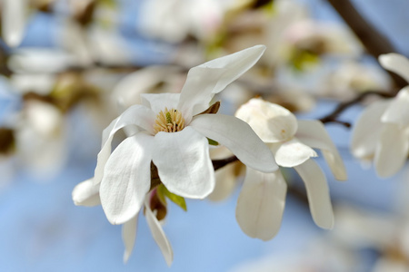 盛开的白玉兰树