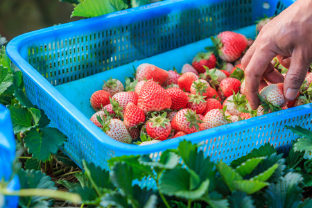 农民工草莓采摘图片