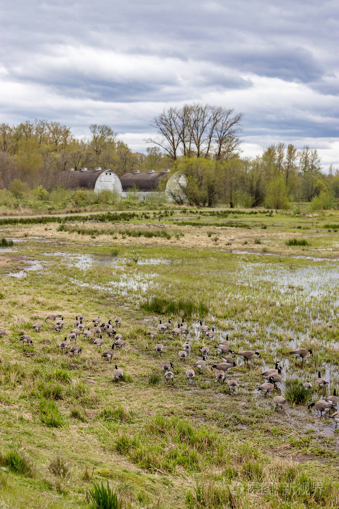 加拿大鹅吃在谷仓附近