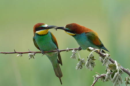 欧洲的食蜂鸟 Merops Apiaster 户外