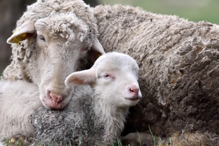 易感与可爱的小羊羊照片