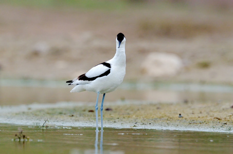 avocetrecvirostra avosetta