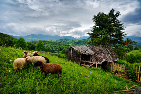 美丽的夏天风景