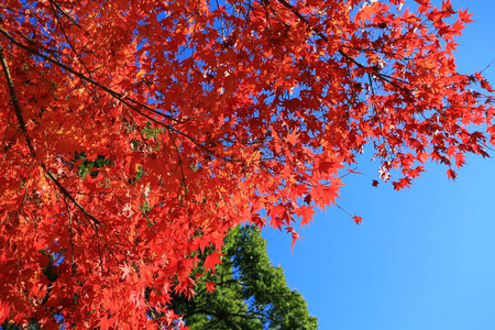 京都日本花园阳光明媚的美景下美丽的红叶