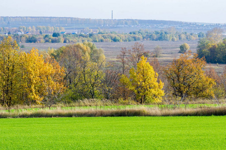 秋天的风景。绿色的年轻小麦谷物的冬季作物播种在洪水泛滥的河流。绿色田野与麦子, 干燥草在山沟里