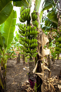 香蕉在树枝上成熟