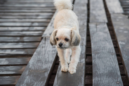 狗这么可爱的米色混合品种与石慈, 波美拉尼亚和贵宾犬愉快的乐趣时, 在木桥度假旅行是一个 nalure 的旅游点