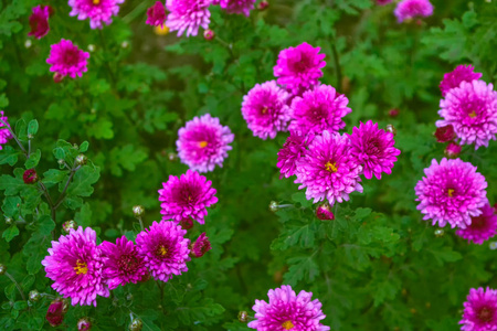 五颜六色的菊花花秋天的背景上局域网