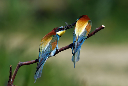 欧洲的食蜂鸟 merops apiaster 在自然栖息地