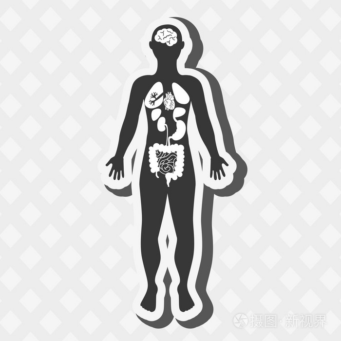 人体解剖学设计