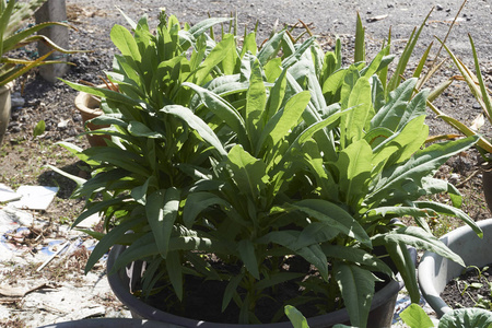 家庭后院的园艺和种植有机蔬菜