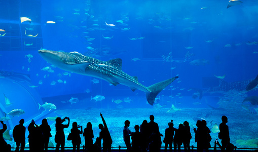 在水族馆的人和巨头鲸鲨