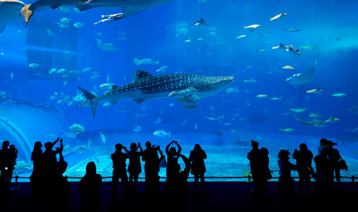 在水族馆的人和巨头鲸鲨