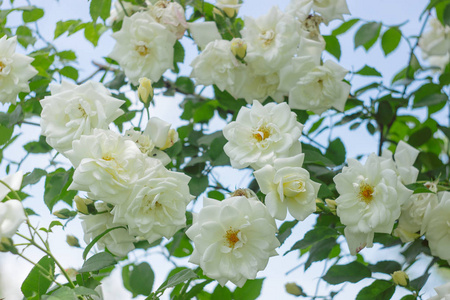 盛开的白玫瑰灌木, 花园的花朵