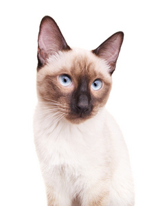 泰国猫肖像