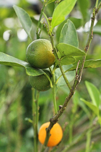 成熟的橙果挂在树上