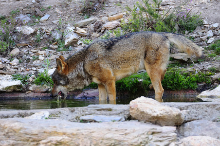 伊比利亚狼原产于伊比利亚半岛, 被所憎恨, 几乎导致灭绝。