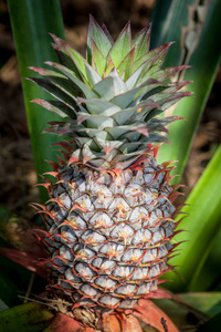 菠萝在自然生长的热带水果。菠萝种植园和农场