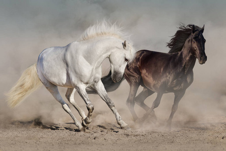 白色和黑色的马奔跑驰骋在尘土中