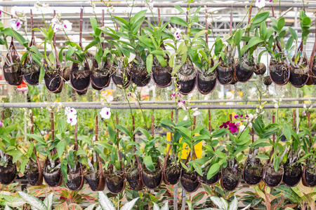 花之屋素材图片 花之屋图片素材下载 摄图新视界