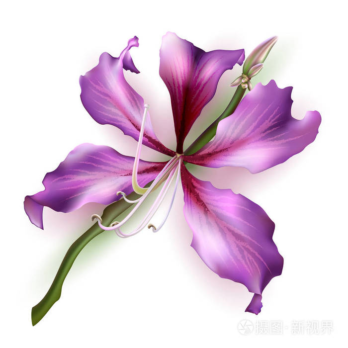 粉红色的紫荆花在白色背景上被隔绝矢量插图