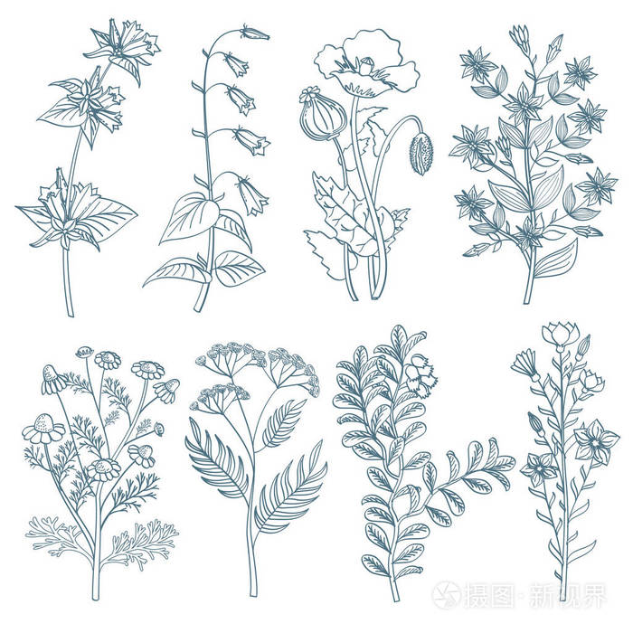 草本野生花卉植物药用有机愈合植物矢量着手绘制风格