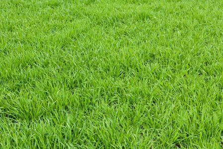 新鲜的天然草坪草图片