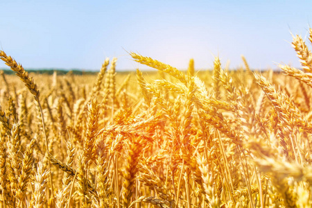 金黄的麦穗关闭.美丽的大自然日落景观.