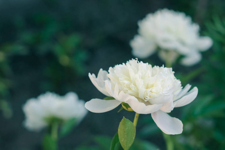 白牡丹阿, 绿叶, 花园花