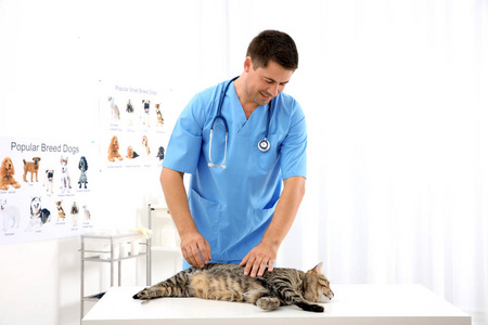 英俊的年轻兽医检查猫在诊所