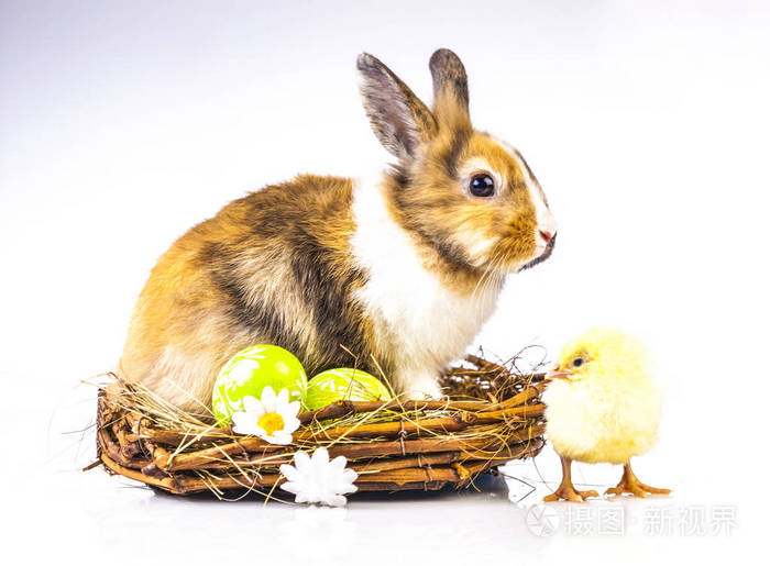 复活节鸡和兔在白色的背景
