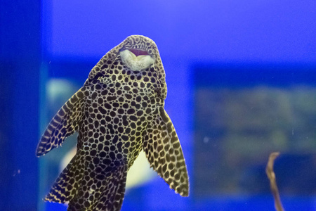 在水族馆的美丽五颜六色的鱼儿图片