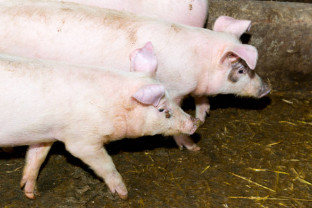 在农场养猪。猪流感
