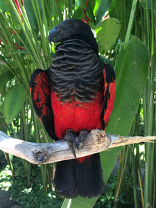 美丽多彩的鹦鹉在巴厘岛