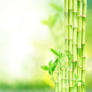 绿色竹茎