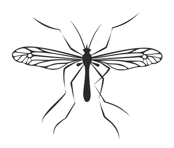 绘图的蚊子图片
