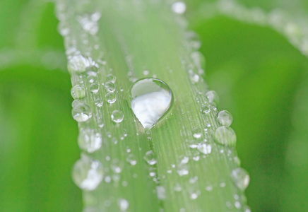 绿色的叶片上的雨滴