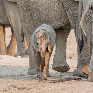 一个非洲小象与它的家庭在一个在纳米比亚大草原上的一个浇水孔