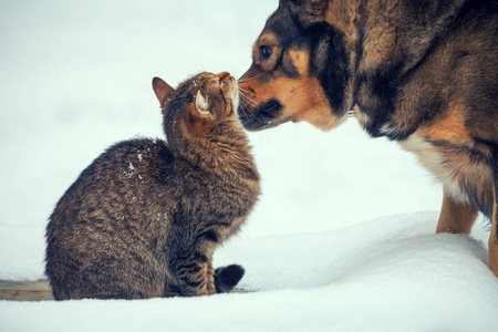狗和猫是最好的朋友, 冬天坐在户外下雪。