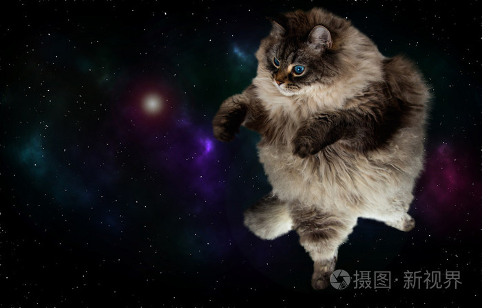 在背景上与银河飞的猫照片 正版商用图片0pohfi 摄图新视界