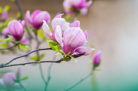 玉兰花在阳光下图片