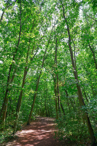 教科文组织自然公园黑森 Odenwald 在德国