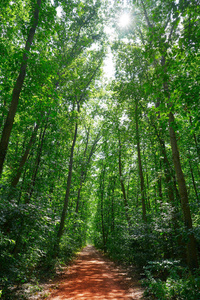 教科文组织自然公园黑森 Odenwald 在德国