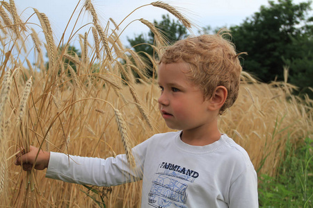 男孩手中拿着麦子。一个小白人男孩在农场附近的麦田与黄色小麦