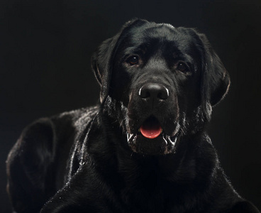 孤立的拉布拉多猎犬拉布拉多猎犬狗在孤立的黑色背景工作室照片