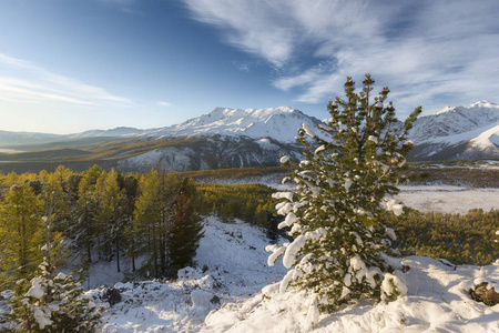 雄伟的白色云杉, 阳光照耀。风景如画, 华丽的冬季场面。阿尔卑斯滑雪胜地酒店
